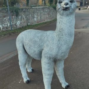 Lama